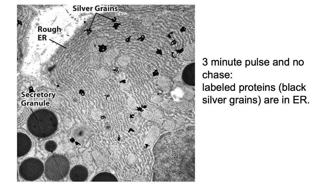 <p>Confirmed sequence of protein transport:</p><ul><li><p>RER → Golgi → Secretory vesicles → Cell membrane</p></li></ul><p></p>