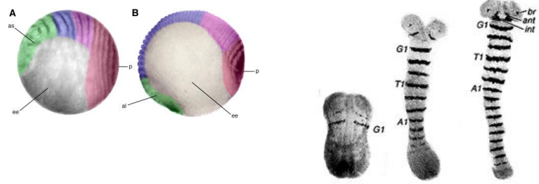 <p>In short/intermediate germ band insects, after the initial head and thoracic segments are laid down (likely via an ancestral version of the Drosophila system), abdominal segments are added sequentially. </p><p>A posterior region, often called the proctodeum or posterior disc, acts as a growth zone, "budding off" new segments as it gets smaller. </p><p>This sequential addition is often slower and considered to represent a more ancestral segmentation mechanism.</p>