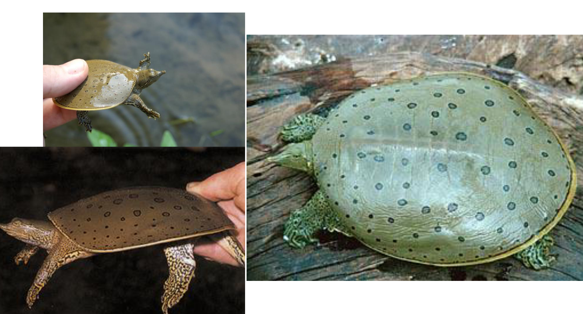 <p><span>what is this and what are its habitat and diet preferences</span></p>