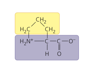 <p>Proline</p>