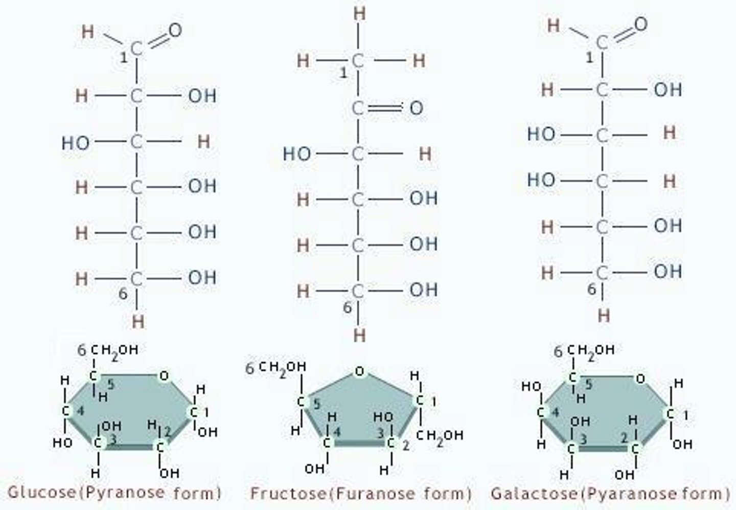 <p>Carbohydrates with three to seven carbon atoms, known as simple or energy sugars.</p>