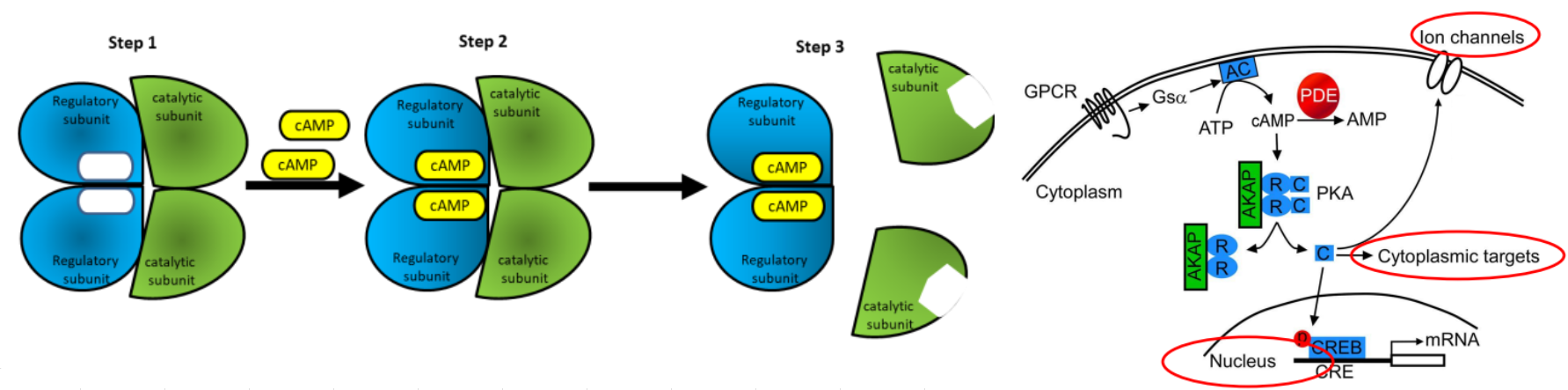 <p>cAMP Activates PKA:</p><ul><li><p>cAMP activates PKA by binding to the ___ (#) ___ subunits to dissociate from the ___ (#) ___ subunits which then can ___ target proteins</p></li><li><p>PKA can regulate cellular functions by modulating ___ ___, ___ ___ like enzymes, and ___ ___</p></li></ul><p></p>