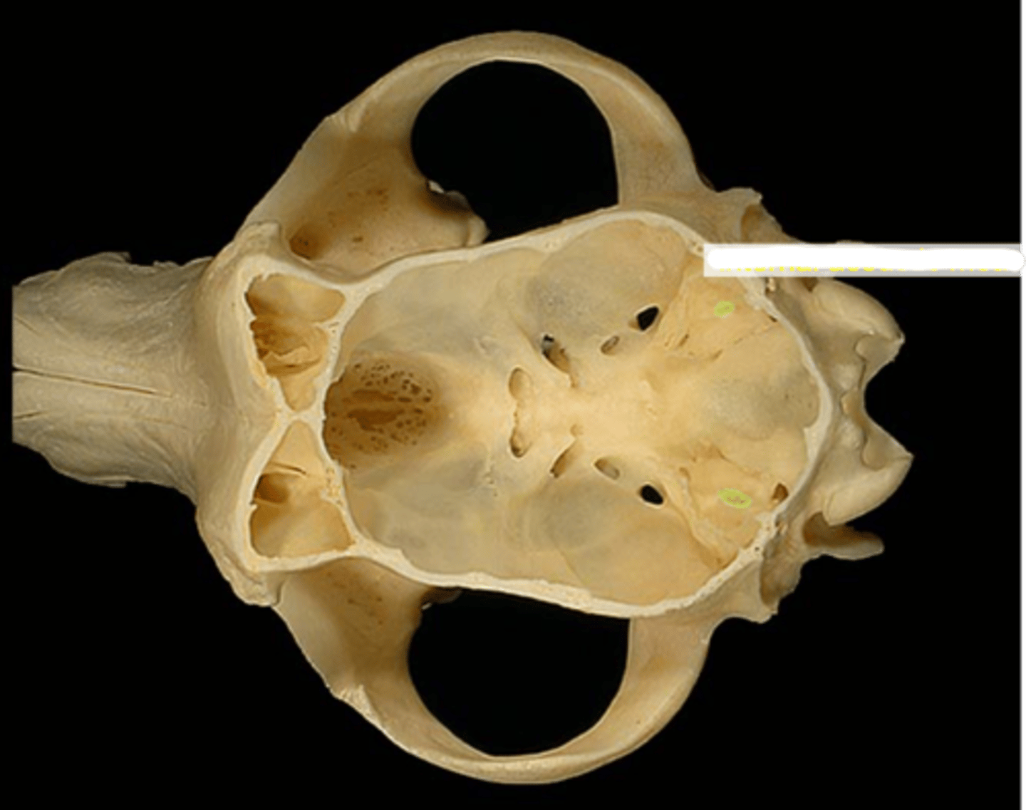 knowt flashcard image