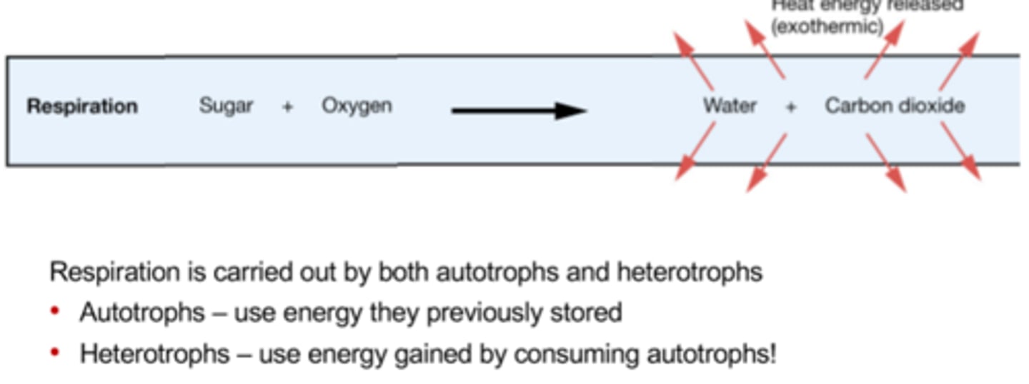 <p>Cellular respiration is the process where cells chemically combine carbohydrates and oxygen to release usable energy ATP for cell work; this is done by autotrophs using stored photosynthetic energy and by heterotrophs using energy from consumption.</p>