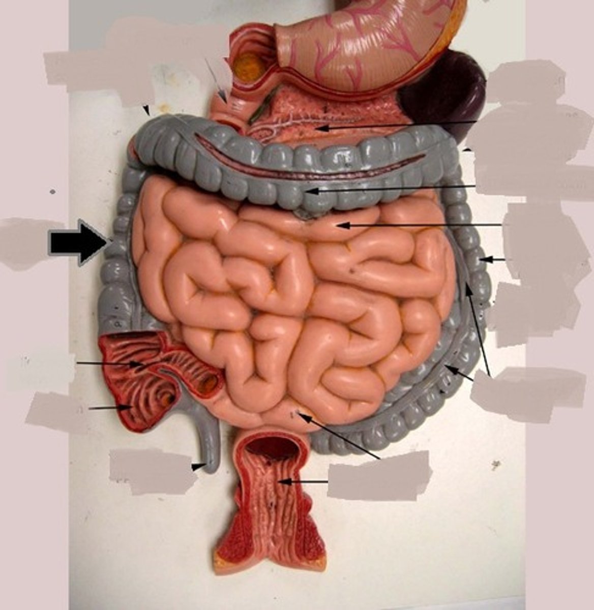 <p>located on right side, from cecum to transverse colon</p>