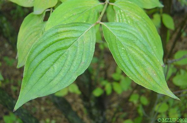 <p><span>dřín obecný</span></p>