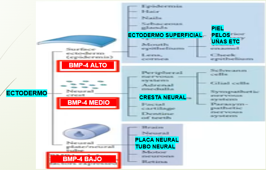 <p><strong><u>Depende [BMP-4]</u></strong></p><p><span>🔵</span><mark data-color="blue" style="background-color: blue; color: inherit;">Ectodermo superficia</mark>l: Epidermis, Pelo, Uñas <span>⬆</span>[BMP-4]</p><p><span>🟢</span><mark data-color="green" style="background-color: green; color: inherit;">Neuroectodermo: </mark><span>⬇</span>[BMP-4]</p><ul><li><p>Placa neural: SNC y SNP (inducida x Notocorda x <span data-name="arrow_down" data-type="emoji">⬇</span>[BMP-4]) </p></li><li><p>Tubo neural: SNC, Encefalo y Médula</p></li><li><p>Cresta neural: SNP y Nervios</p></li></ul><p></p>
