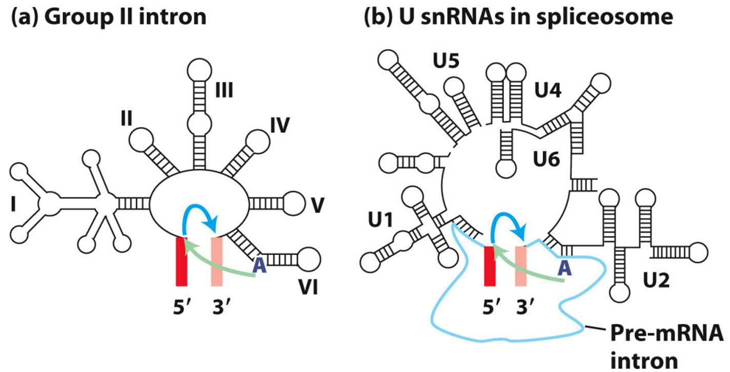 <p>What Are Group II Introns?</p>