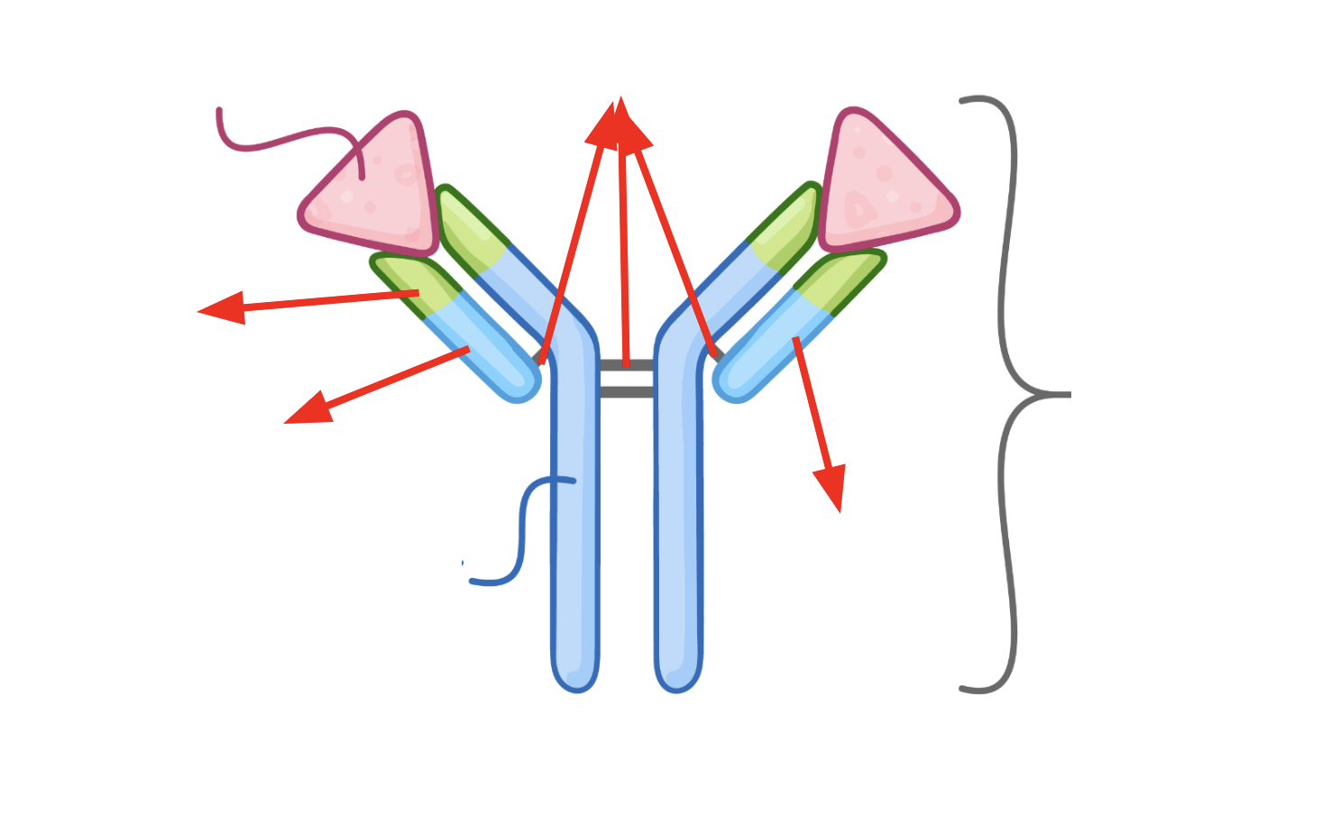 <p>What is the structure of an antibody?</p>