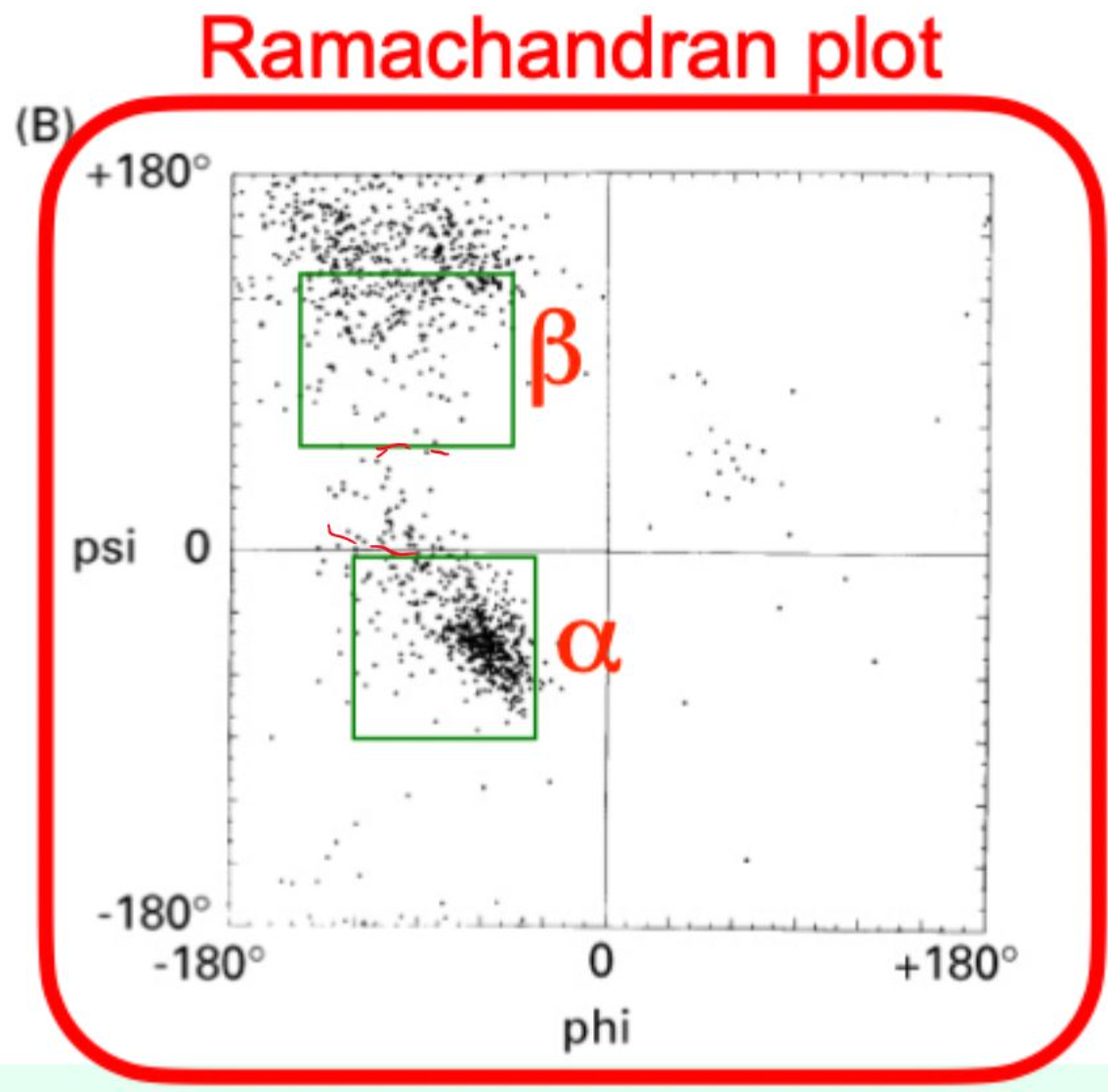 <p>A plot of <strong>φ vs. ψ angles</strong> showing allowed <strong>backbone conformations</strong>.</p>