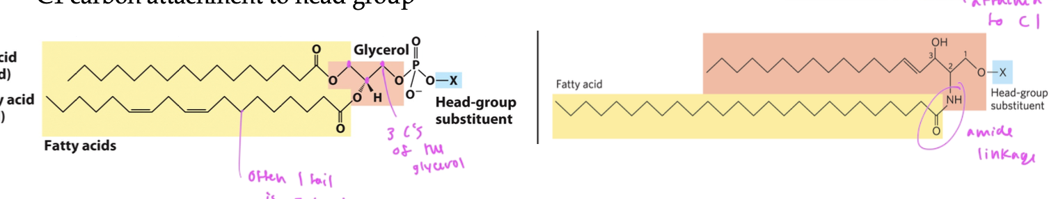 <p>if glycerol backbone, glycerophospholipid</p><ul><li><p>has 2 fatty acids at C1 and C2 (usually one is saturated and one is not) each is connected to an OH on the glycerol to form ester linkages</p></li><li><p>C3 has the polar or charged head group that is attached to the backbone by a phosphate</p></li></ul><p>if sphingosine backbone, phosphosphingolipid</p><ul><li><p>has only one fatty acid at C2 (since sphingosine already has/is a hydrocarbon chain on it)</p><ul><li><p>the fatty acids connects to the backbone via an amide linkage</p></li></ul></li><li><p>has its polar head group at C1</p></li></ul><p></p>