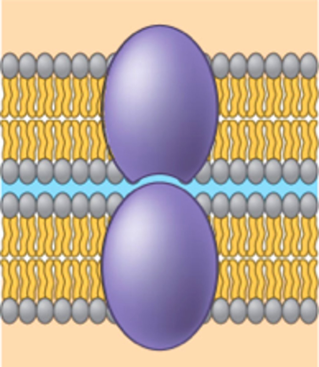 <p>Long-lasting binding of cells. Ex. tight junctions and gap junctions of animal cells.</p>