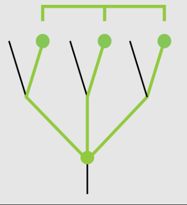 <p>Grouping of descendants what come from a common ancestor (but not the ancestor themselves)</p>