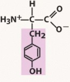 Aromatic
pKa 10.1
-TYRe with an O following, ring with an OH
-OH no, a STY