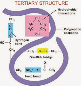 <p>Happens when the polypeptide folds up into an overall 3D structure.</p><p></p><p>Bonds and interactions hold together the 3D shapes between the R groups of adjacent amino acids.</p>