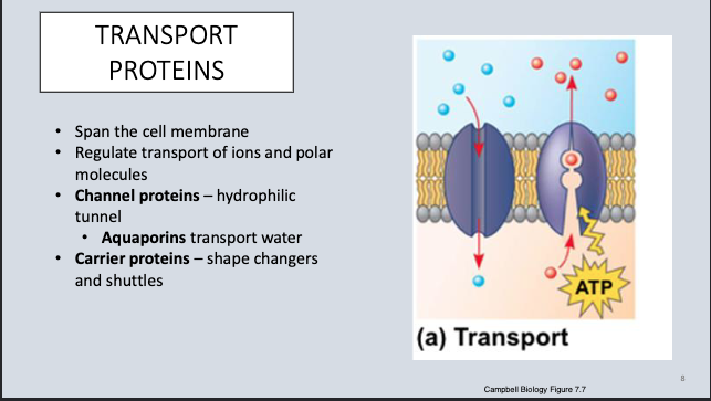 <ul><li><p>Act like a tunnel/pore for molecules to pass through.</p></li><li><p>Usually for small ions or molecules.</p></li><li><p>Hydrophilic tunnel → allows polar/charged molecules to move through membrane.</p></li></ul><p></p>