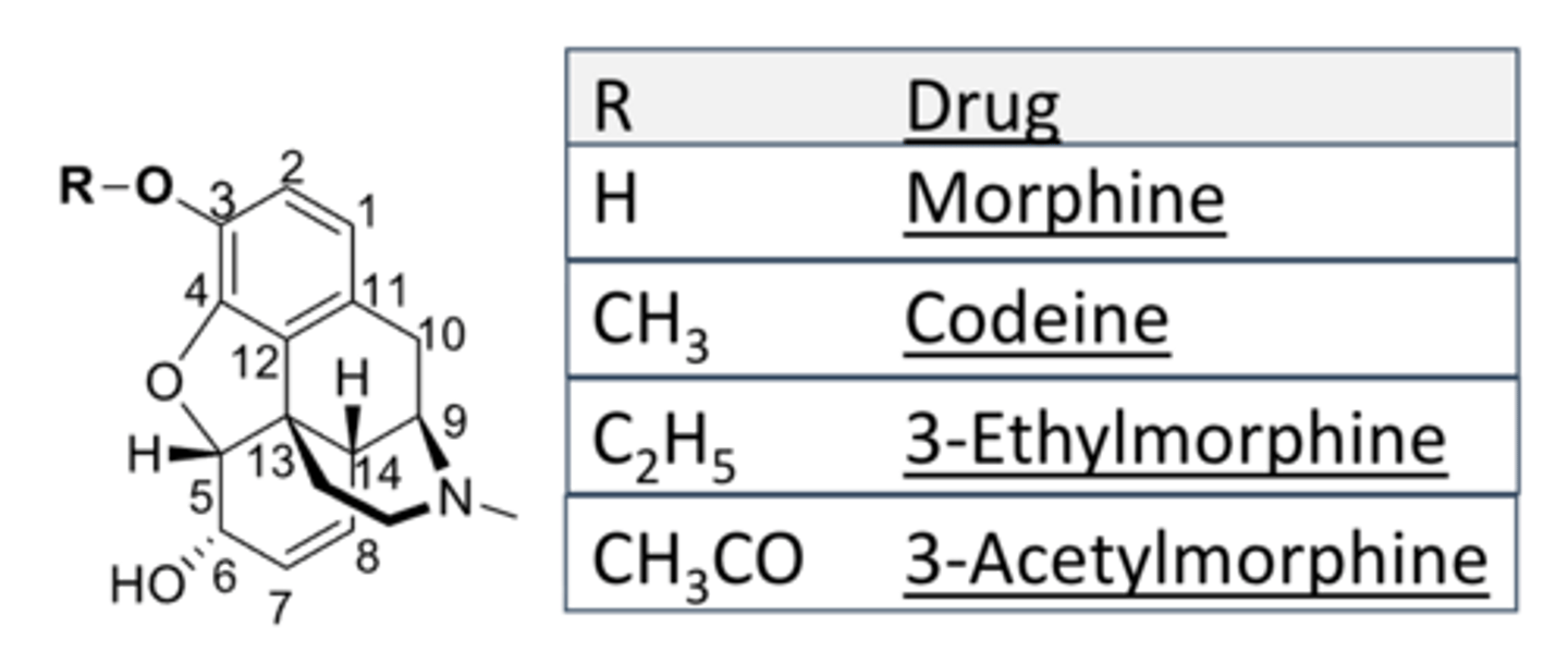 <p>- phenolic OH is crucial for activity </p><p>- masking the phenolic OH loses binding affinity and dramatically decreases analgesic activity</p><p>- as affinity to MOR decreases, analgesic activity decreases</p>