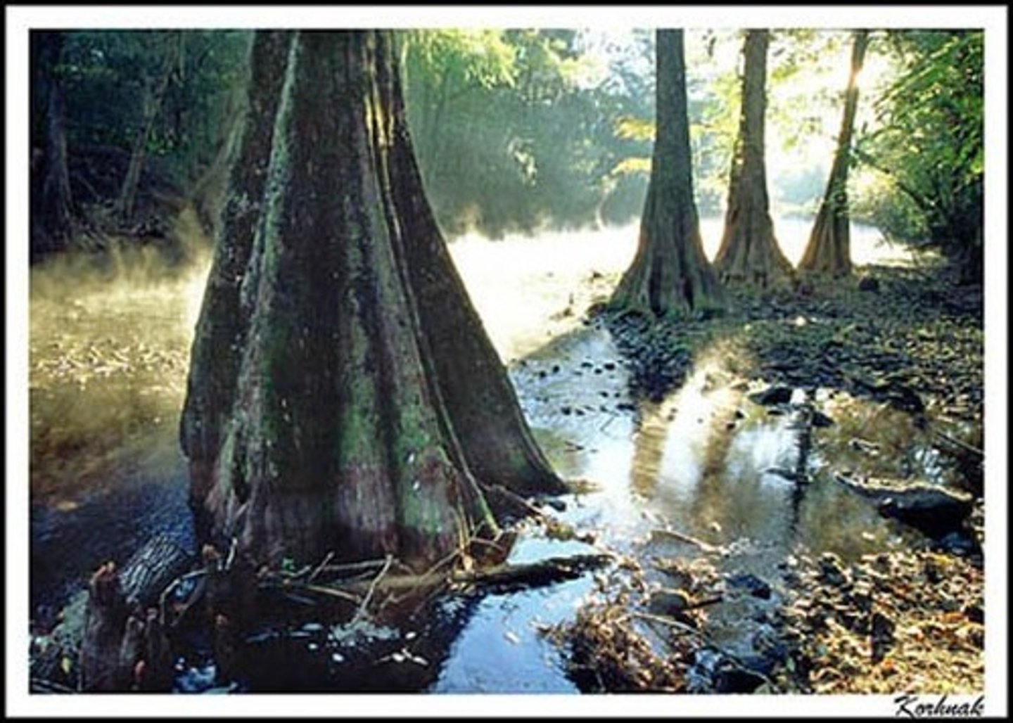 <p>/swɒmp/ (n) Đầm lầy.</p><p>The area turned into a swamp after the heavy rain.</p>