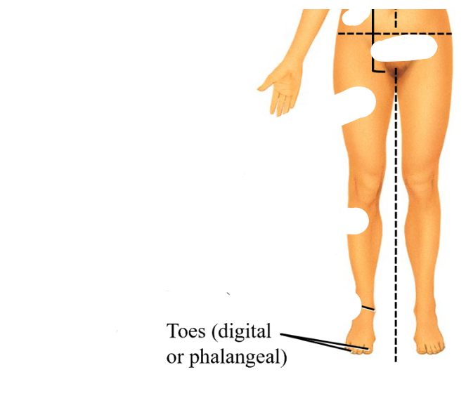 <p>digital or phalangeal</p>