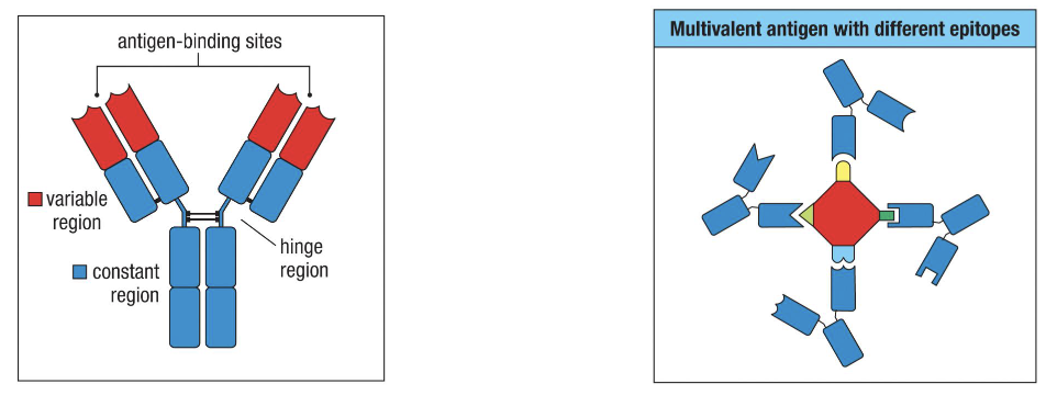 <ul><li><p>A small part of an antigen that a B cell, T cell, or antibody recognizes and binds to.</p></li></ul><ul><li><p><strong>Example:</strong> A multivalent antigen can have several different epitopes (e.g., circle, triangle, square, butt), each recognized by a different antibody.</p><ul><li><p><strong>Tip of the antibody</strong> is called the <strong>paratope</strong> which binds to the epitope</p></li></ul></li></ul><p></p>