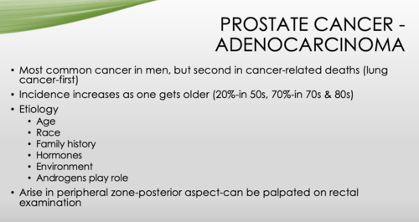 <p>Prostate (adenocarcinoma) </p>