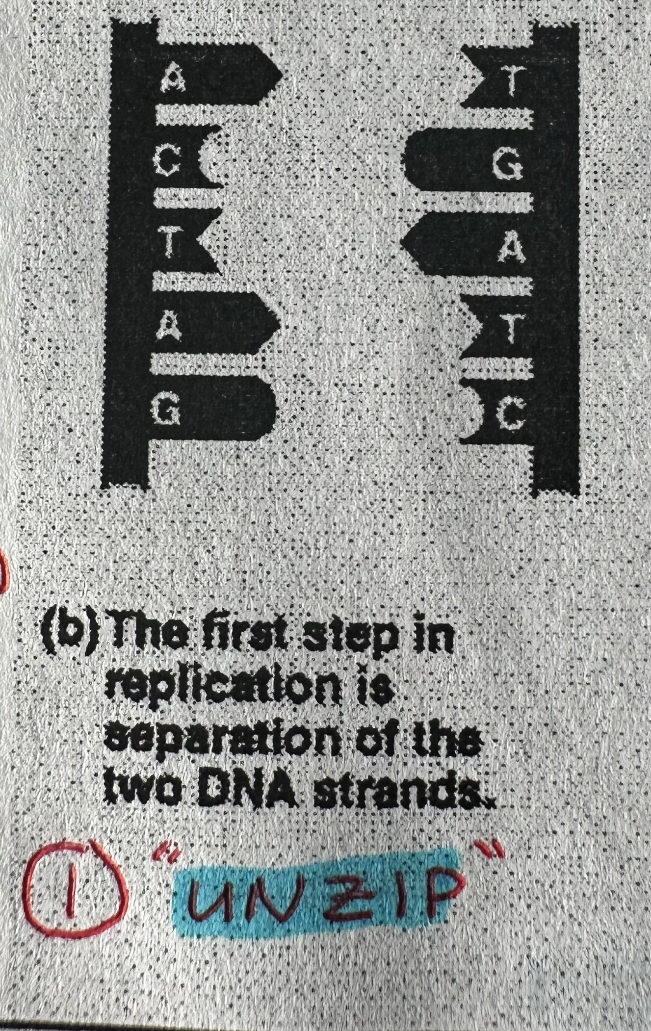 <p>An enzyme unwinds and unzips the strand of DNA double helix.</p>