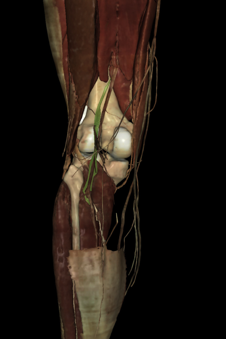 <p>Identify the Structure</p>