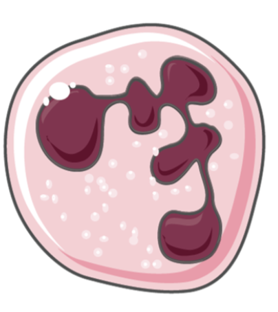 <ul><li><p>most common leukocyte found in blood of mammals (45-70%)</p></li><li><p>phagocytes that patrol the body to find, engulf, and destroy pathogens</p></li><li><p>circulate in the blood for approx 12 hours before entering tissues by diapedesis </p></li><li><p>recruited to a site of infection by residdent macrophages that have encountered pathogens</p></li><li><p>lifespan of 1-3 days after entering the tissues</p><p></p></li></ul><p></p>