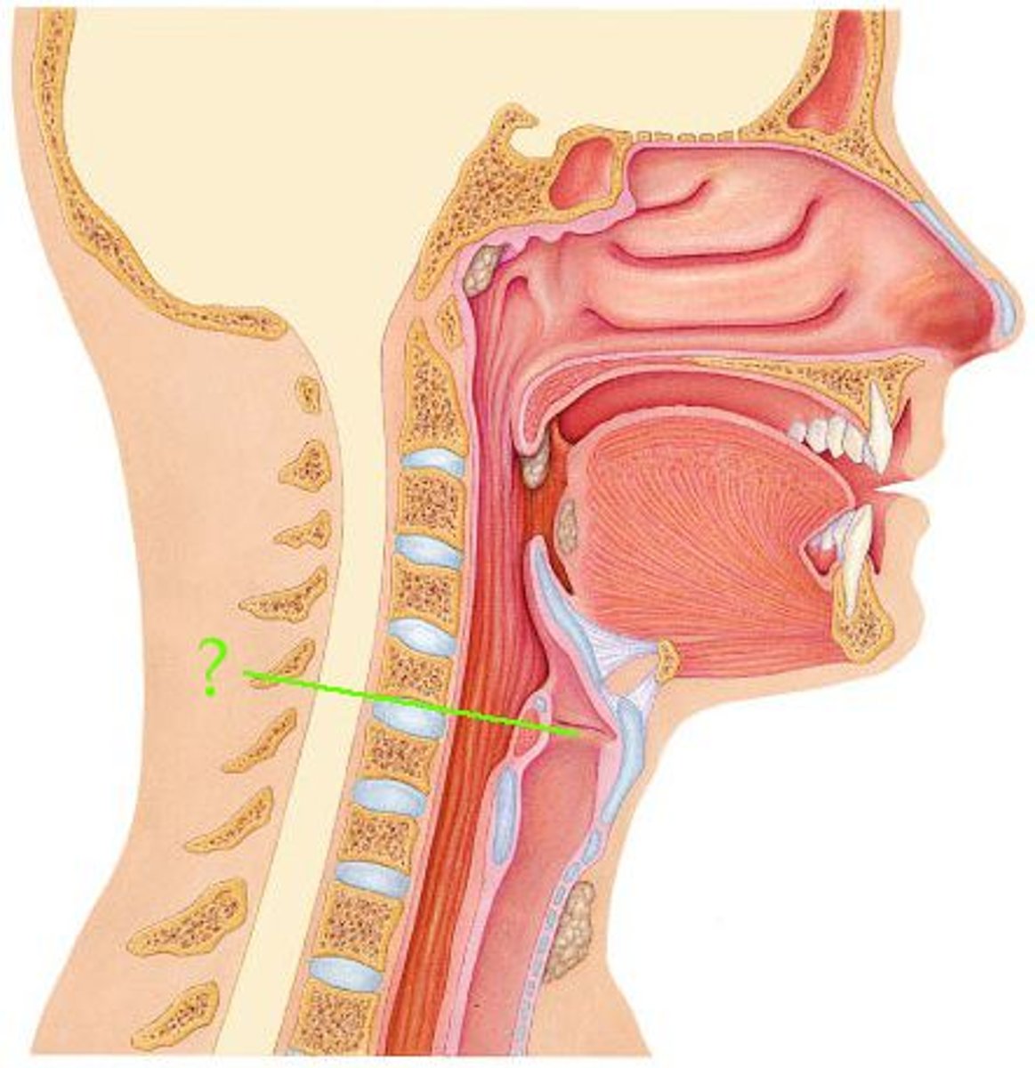 <p>Identify the indicated structure.</p>