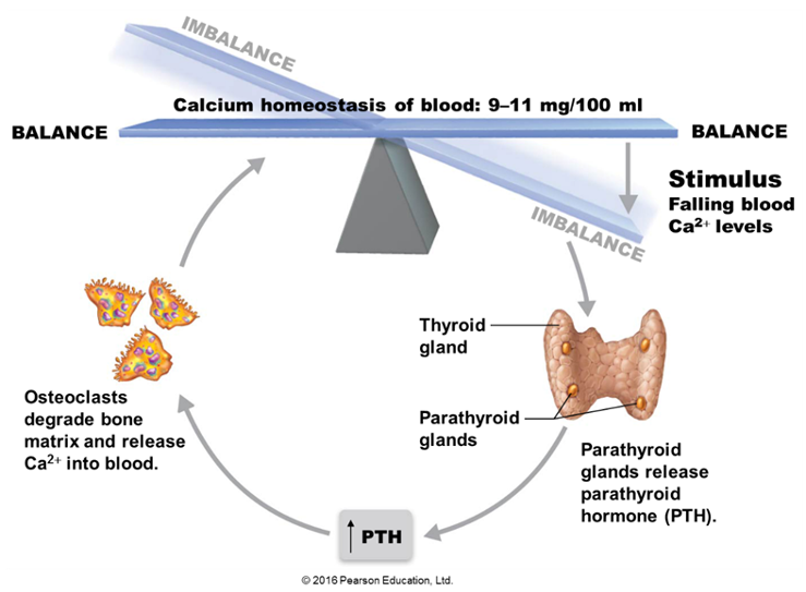 <p><span><strong><span>Parathyroid glands: four glands embedded in the thyroid.</span></strong></span></p><ul><li><p><span><strong>Produce <u><span>parathyroid hormone </span></u><span>involved in blood calcium homeostasis. (break down bone)</span></strong></span></p></li></ul><p></p>