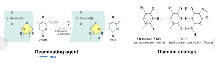 <p>Induced Mutations</p>