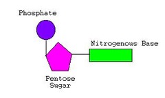 <p>monomer of nucleic acids; made up of a 5-carbon sugar, a phosphate group, and a nitrogenous base</p>