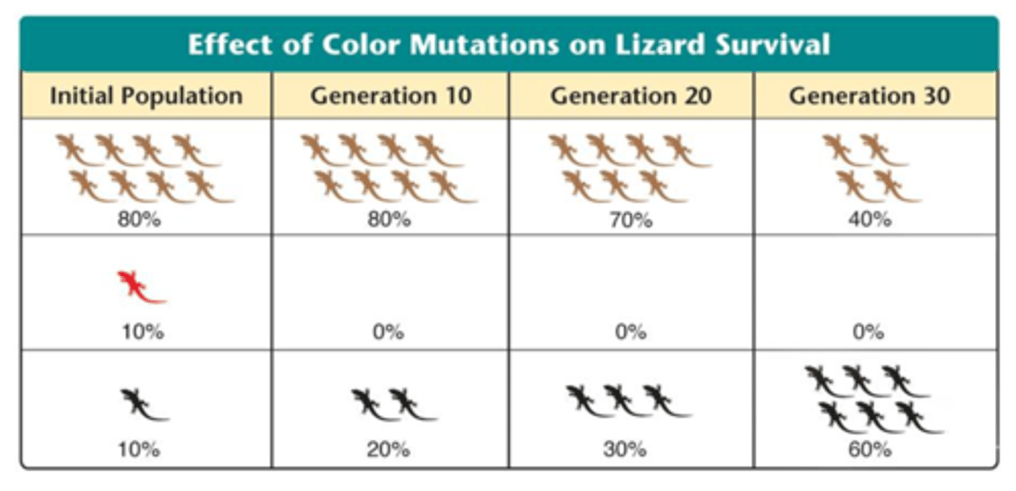 <p>For example, a lizard population is normally brown, but has mutations that produce red and black forms; if red lizards are more visible to predators, they will be less likely to survive and reproduce. Therefore, the allele for red color will become rare; black lizards may warm up faster on cold days. This may give them energy to avoid predators; in turn, they may produce more offspring; the allele for black color will increase in relative frequency</p>
