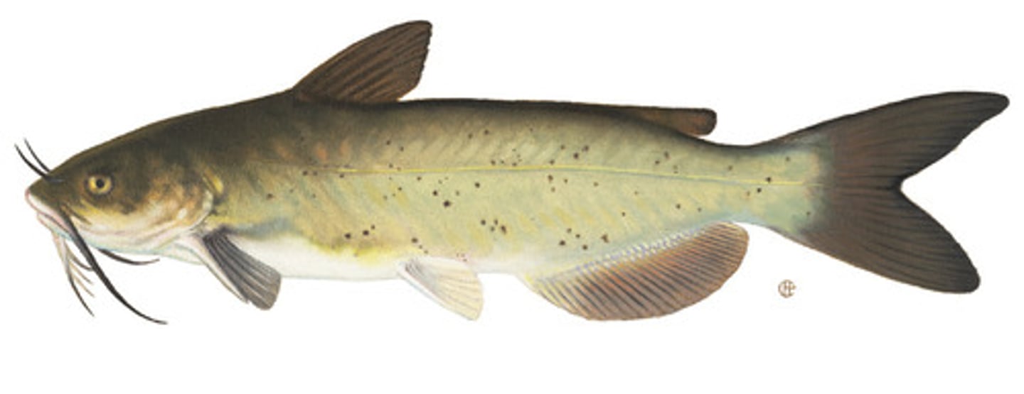 <p>Channel catfish</p><p>-Forked caudal fin</p>