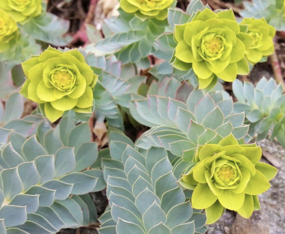 <p>S³O²MBC</p><ul><li><p>spurges</p></li><li><p>senna</p></li><li><p>selenium-accumulating plants</p></li><li><p>oleanders</p></li><li><p>oaks</p></li><li><p>morning glory</p></li><li><p>bladderpod</p></li><li><p>crab apple</p></li></ul><p></p>