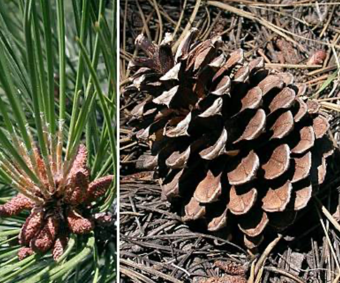 <p>Pondorosa pine</p>