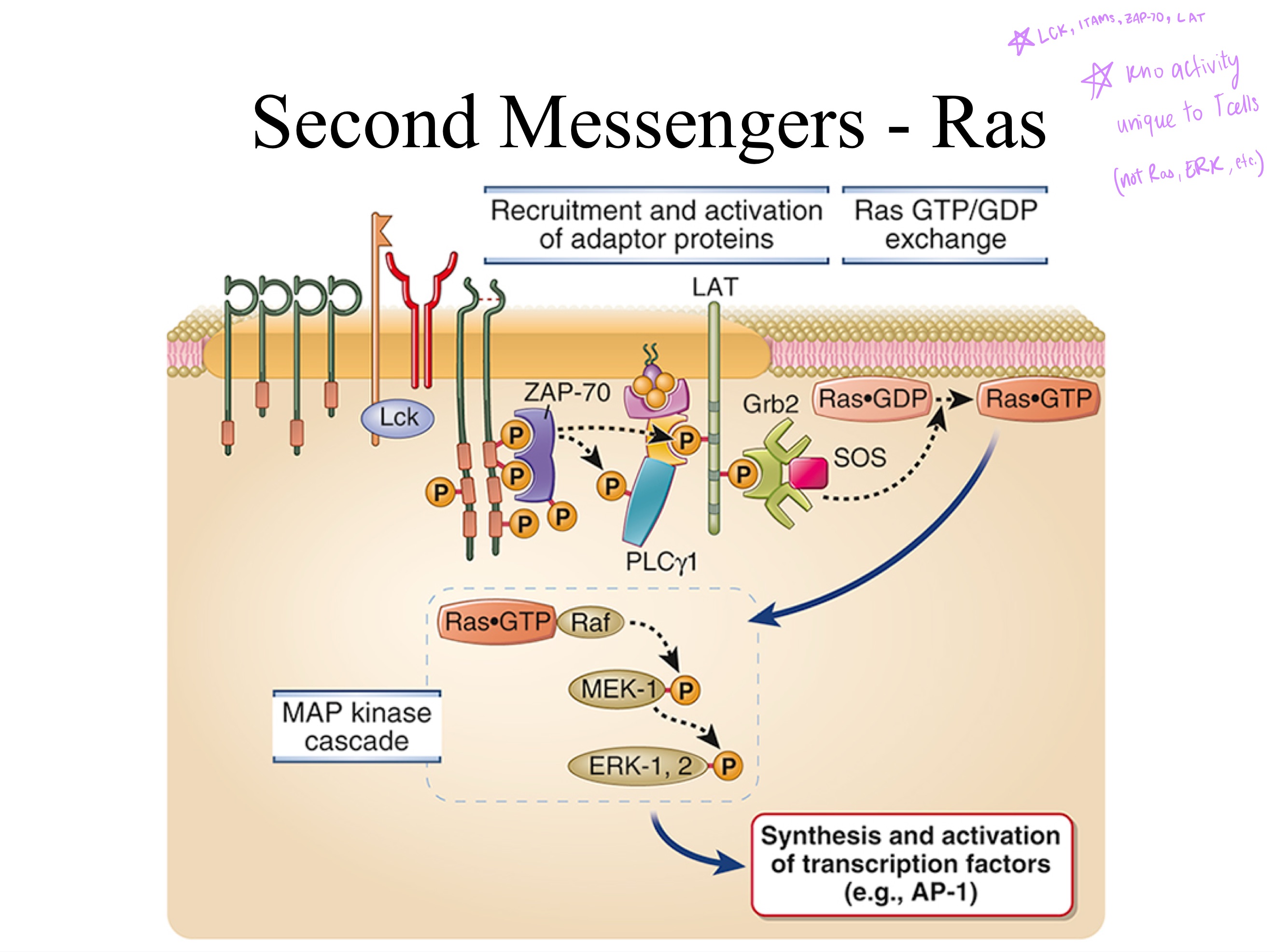 <p><strong>TCR signaling:</strong></p><p>Upon activation, Lck phosphorylates CD3 _, creating binding sites for _, which Lck then activates. </p><p>Active ZAP-70 phosphorylates the adaptor protein _, triggering downstream T-cell activation.</p>