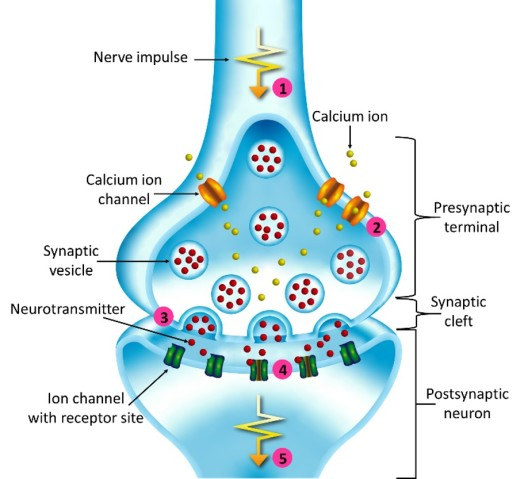 <p>Membrane-bounded compartments in which synthesized neurotransmitters are kept.</p>