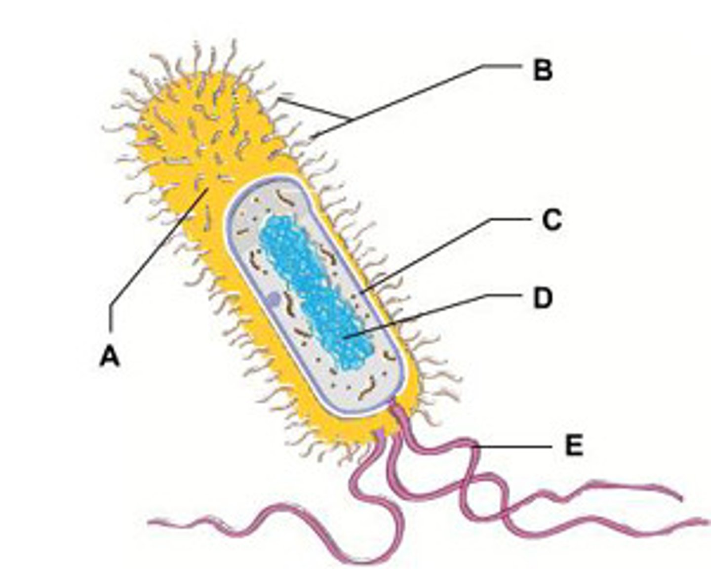<p>subgroup of a bacterial species that has distinguishing characteristics</p>