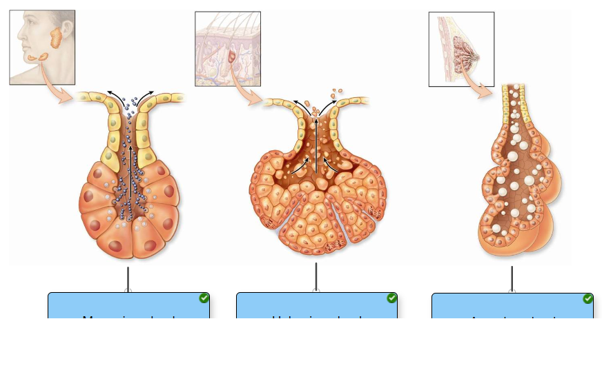 <p><span>Classify the exocrine glands based on their mode of secretion</span></p>