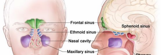 <ul><li><p>A type of opening</p></li><li><p>Hollow space within a bone</p></li></ul><p></p>