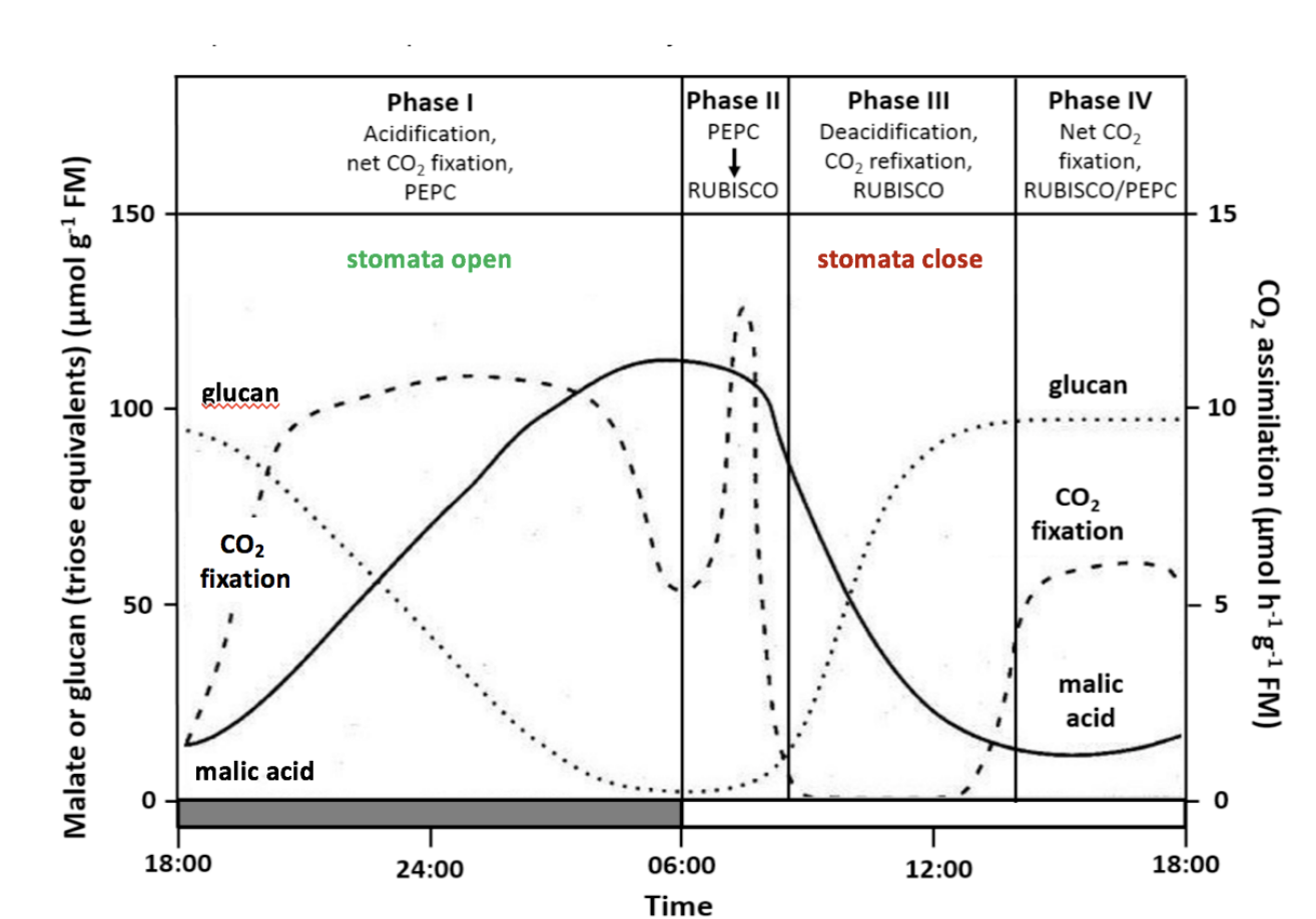 <p><strong>PHASE 4: Evening</strong></p><ul><li><p>malic→ slight increase</p></li><li><p>CO2 assim→ slight increase then plataeu</p></li><li><p>Glucan→ plateau</p></li></ul><p>WHY:</p><ul><li><p><strong>Stomata re-open→ if well supplied with water</strong></p></li><li><p>Direct C3 photosynthesis:</p><ul><li><p>takes in CO2</p></li><li><p>glucan gonna be made</p></li><li><p>Malic not really made</p></li></ul></li></ul><p></p>