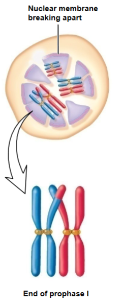 What stage of prophase of meiosis I is this? 