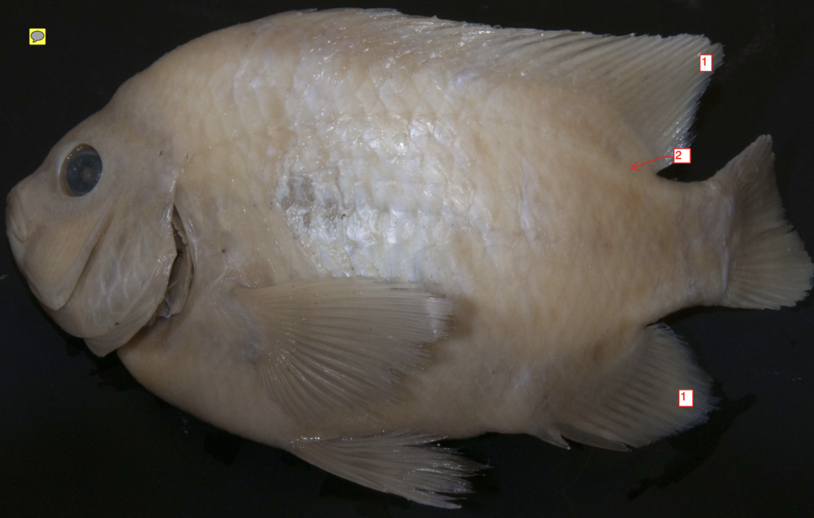 <p>!</p><p>phylum</p><p>subphylum</p><p>superclass</p><p>class</p><p>subclass</p><p>infraclass</p><p>order</p><p>family</p>