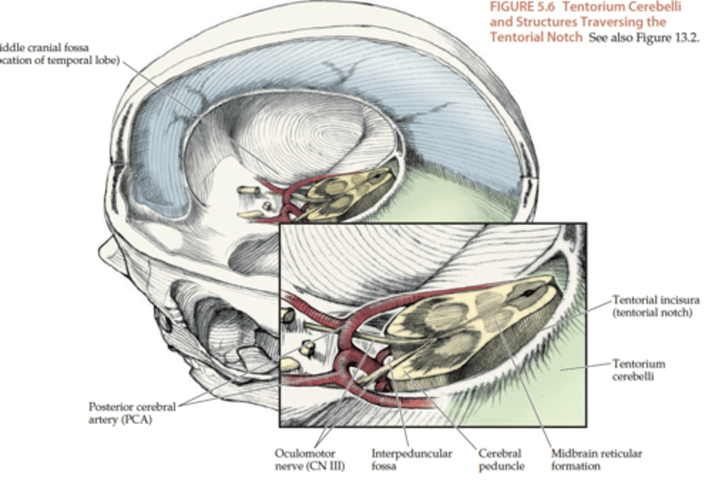 <p>sheet of dura that separates cerebrum from cerebellum</p><p>- provides an opening for foramen magnum (tentorial notch); surrounds midbrain</p>
