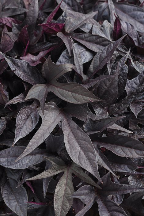 <p>Sweet Potato Vine</p>