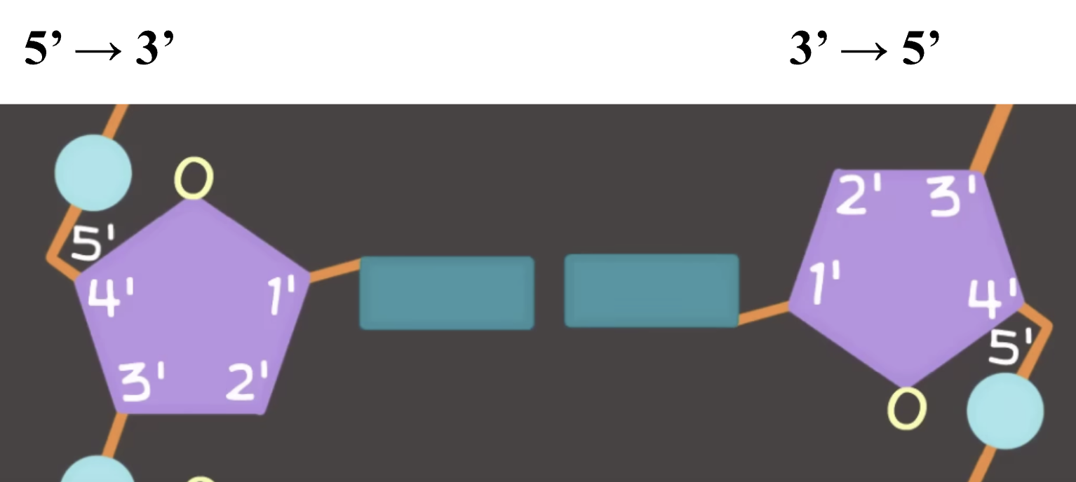 <ul><li><p><span>The carbons on the sugar are numbered clockwise after the oxygen</span></p></li><li><p><span>The number at the top to the number at the bottom is the name for the direction</span></p></li><li><p><span>Polymerase can only BUILD from 5’ → 3’ but MOVES from 3’ → 5’ along the old strand</span></p></li></ul>