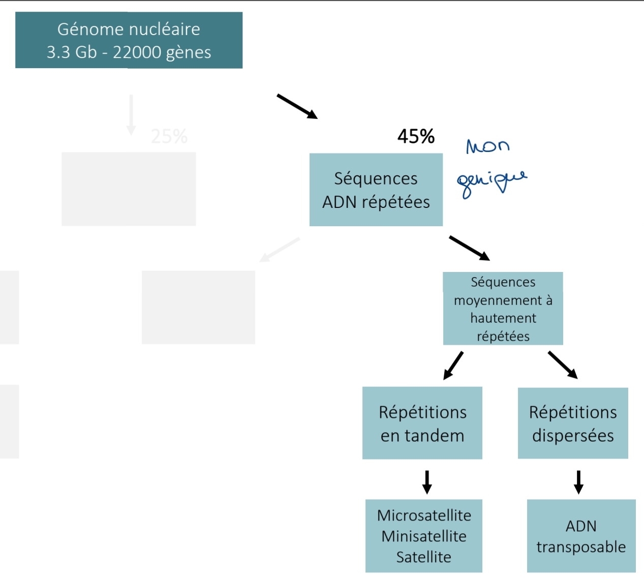 <p class="has-focus"><strong>Organisation génome nucléaire</strong></p><ol><li><p class="has-focus"><em>ADN génique</em></p></li></ol><p>1.1 ADN nn codant</p>