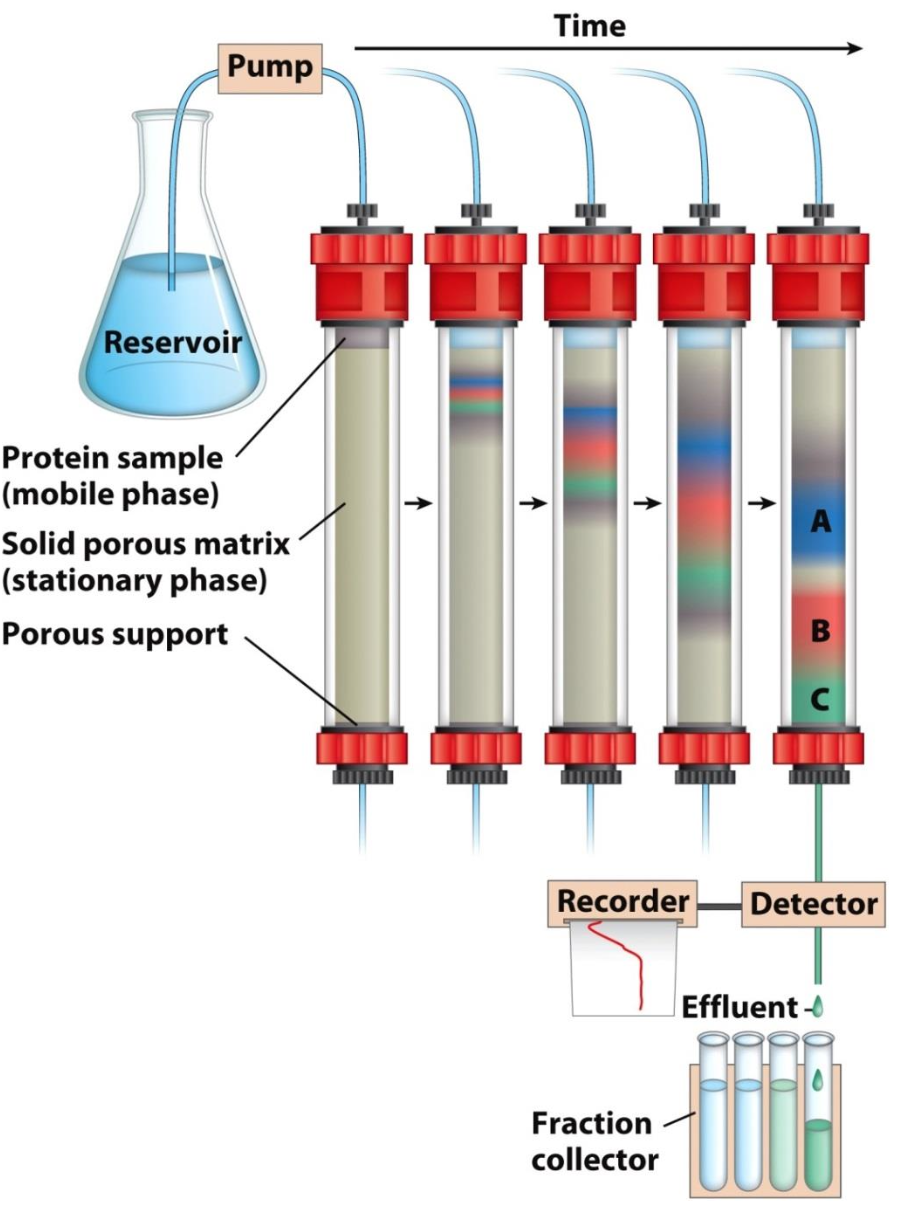 <p>Contains solid stationary phase (matrix), mobile phase (flows through the matrix), and sample in the native state</p><p>✧ As sample migrates thru matrix, proteins slowed down to different degrees because diff interactions</p><p>✧ More interactions w/ matrix = slower migration</p>