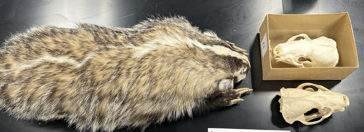 <p>Mustelidae 1 </p>
